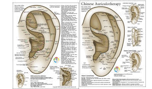 Chinese Auricular Ear Acupuncture Chart 