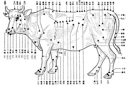 Cow acupuncture points