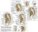 Auriculotherapy Ear Chart