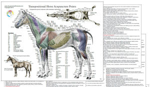 Horse Acupuncture Chart